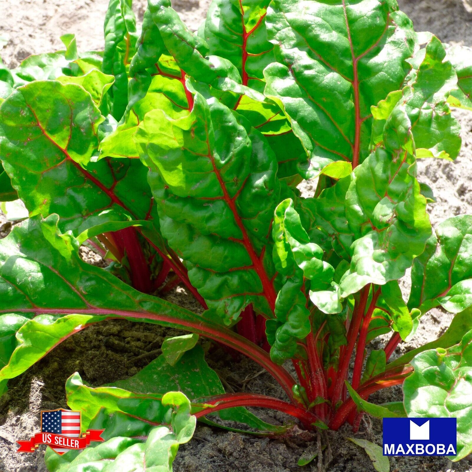 120 + Swiss Chard Seeds – Ruby Red Non-GMO Heirloom Vegetable BOGO 50% OFF