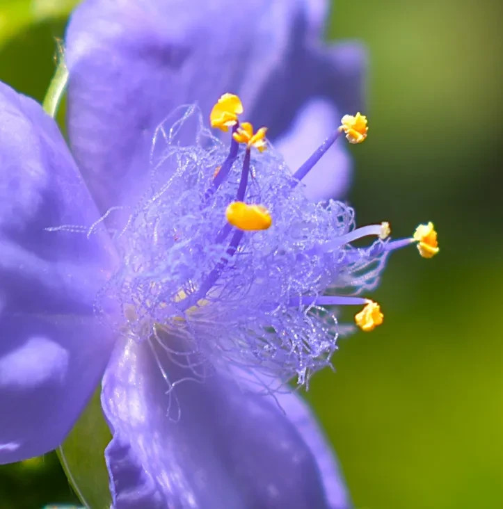 15+ Blue Ohio Spidewart plants bearoot with soil perennial blooms all summer
