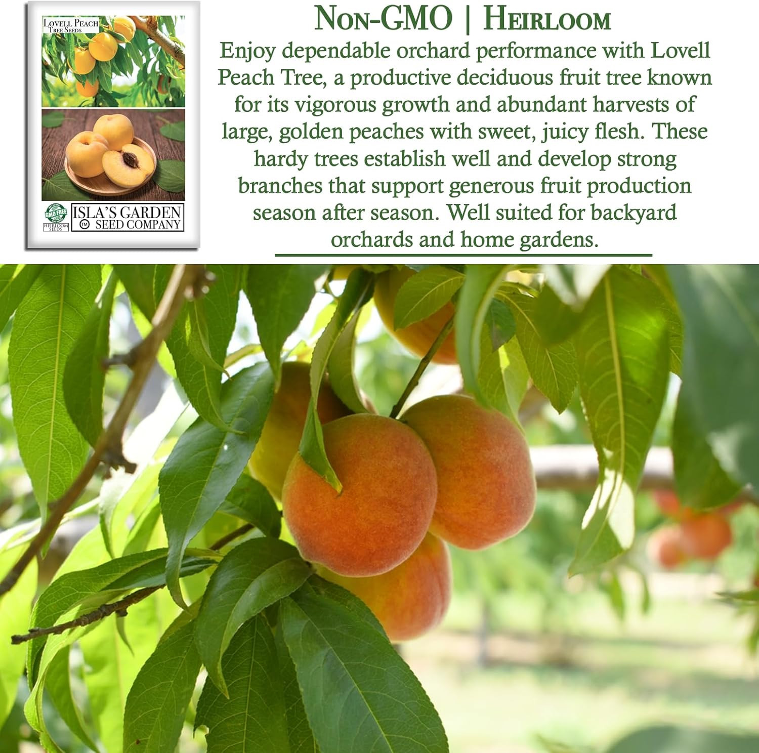 Lovell Peach Tree Seeds (Prunus Persica) – 2 Heirloom Non-Gmo Seeds by Isla’S Ga