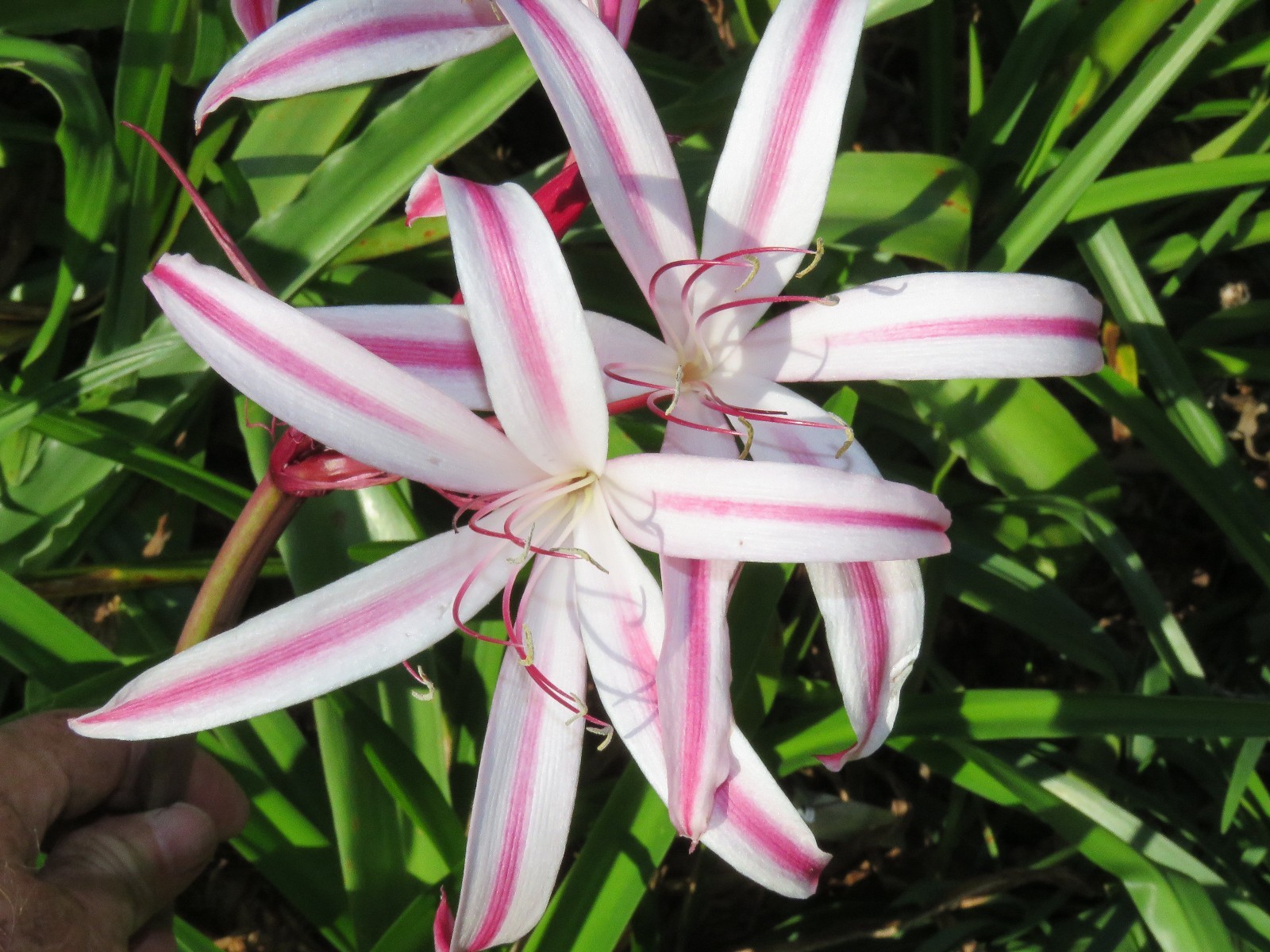 Crinum Lily, Southern Belle, small-size bulb – NEW very nice, rare