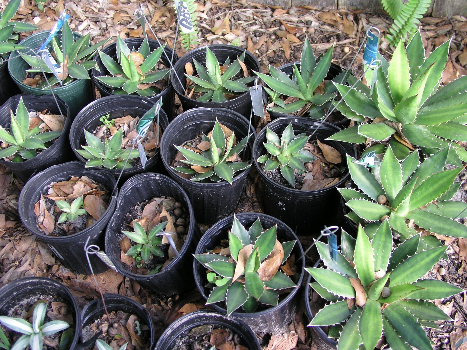 Agave Lopantha, Thorncrest Century Plant, large size, choice