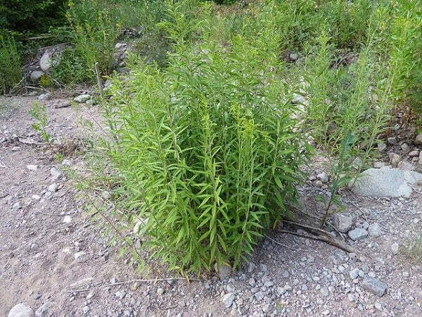 Solidago gigantea | Early, Giant, Smooth or Tall Goldenrod | 20 Seeds