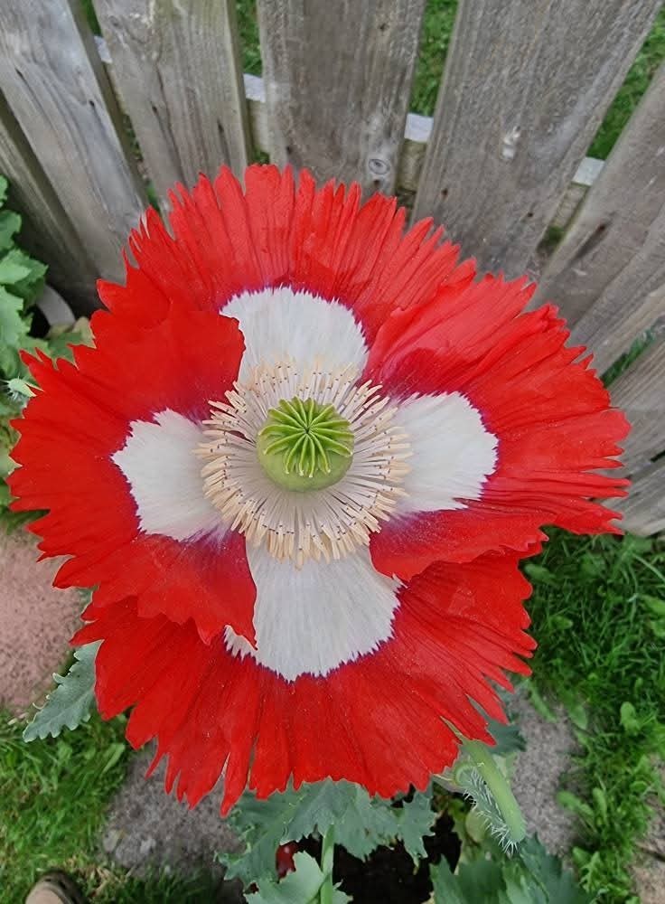 STRATIFIED GIANT somniferum MIX GROWN IN USA Blooms Decorative Pods 10000+ seeds