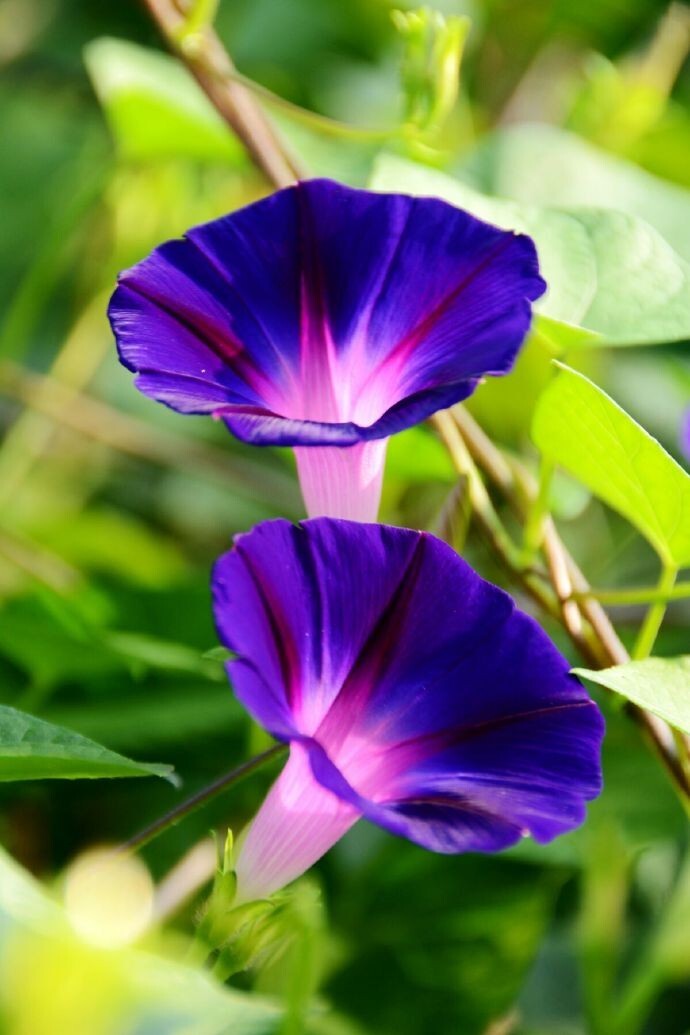 Morning Glory-20 Seeds-Ipomoea nil-Mix color Flower