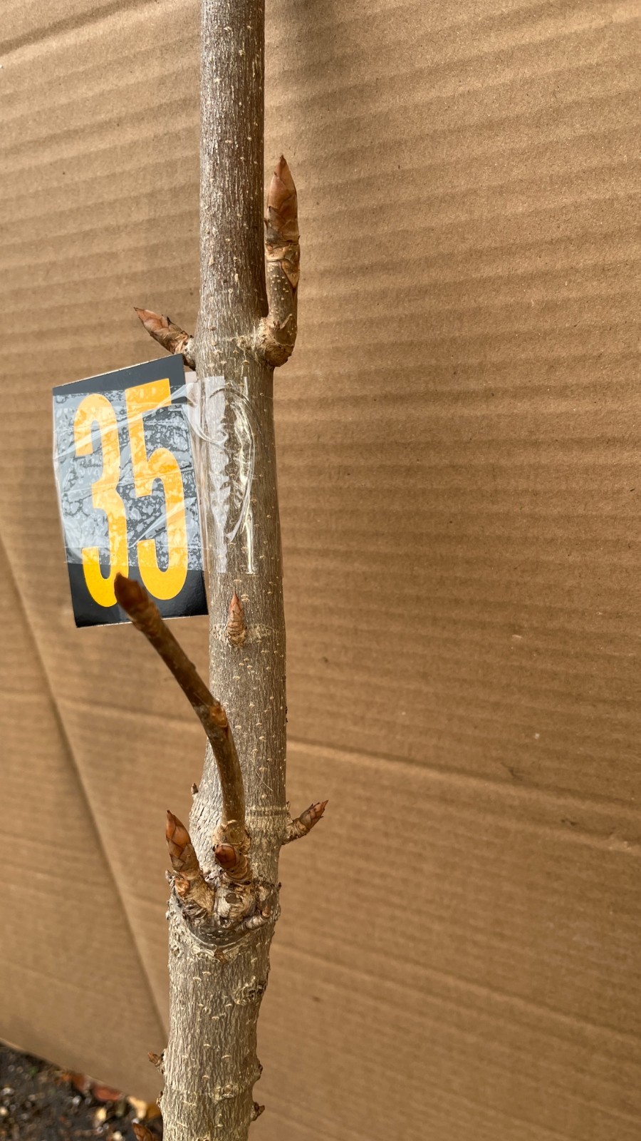 Exact plant #35 for Bonsai Aesculus Pavia (Scarlet buckeye), 3-4 years old