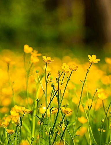 Western Buttercup Seeds (Ranunculus occidentalis) – 250+ Non-GMO & Yellow