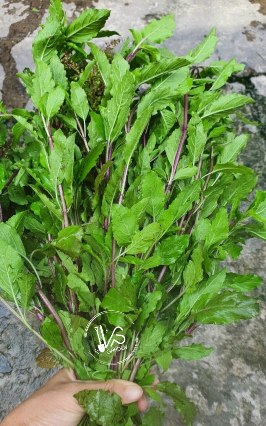 HOLY BASIL SEEDS, กะเพราขาว – HẠT HƯƠNG NHU TÍA (500+ PCS)