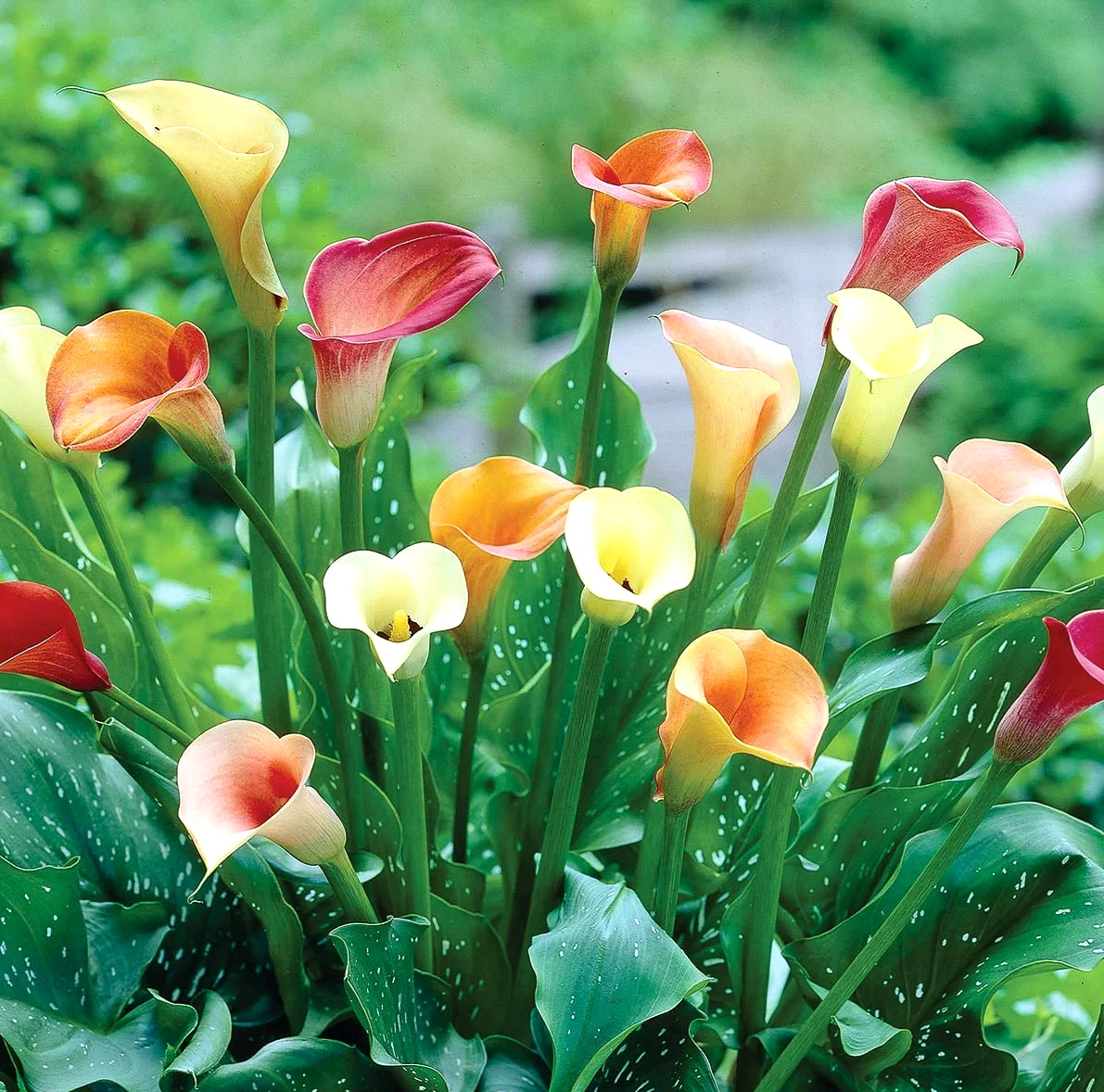 6 Calla Lily Flower Bulbs Mix Black Red Purple Pink White Yellow Flowers Plants