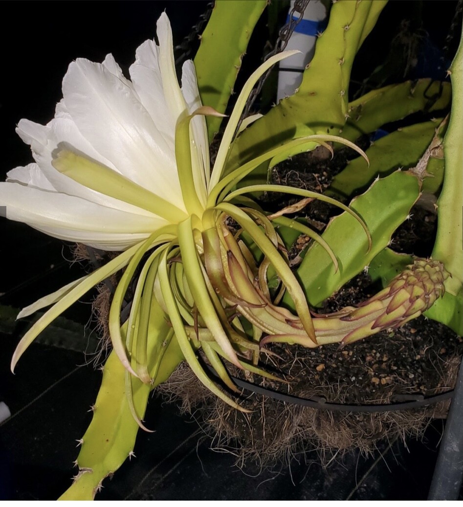 ULTRA RARE Desert King Dragon Fruit 2 feet long (1) flesh cutting
