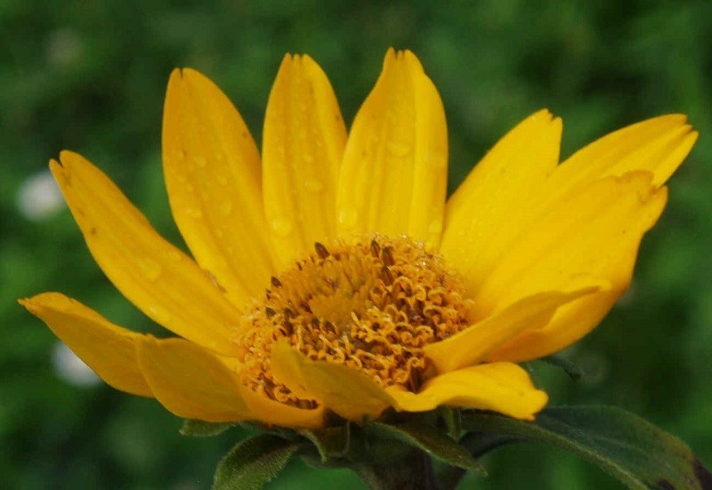 50+ HELIOPSIS FALSE SUNFLOWER SEEDS / PERENNIAL / GROWS POOR SOIL EVEN HARD CLAY