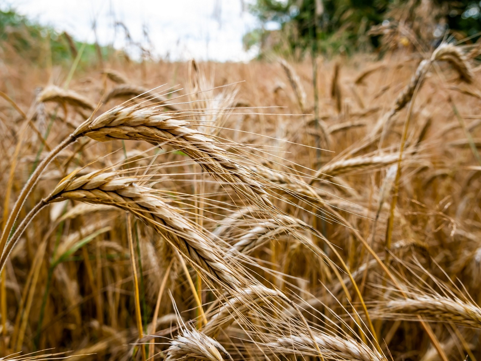 Rye Wheat Berries (5 lb) / DELICIOUS / Healthy / Easy To Grow