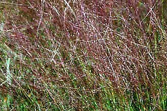 Eragrostis Teff 2,500 seeds