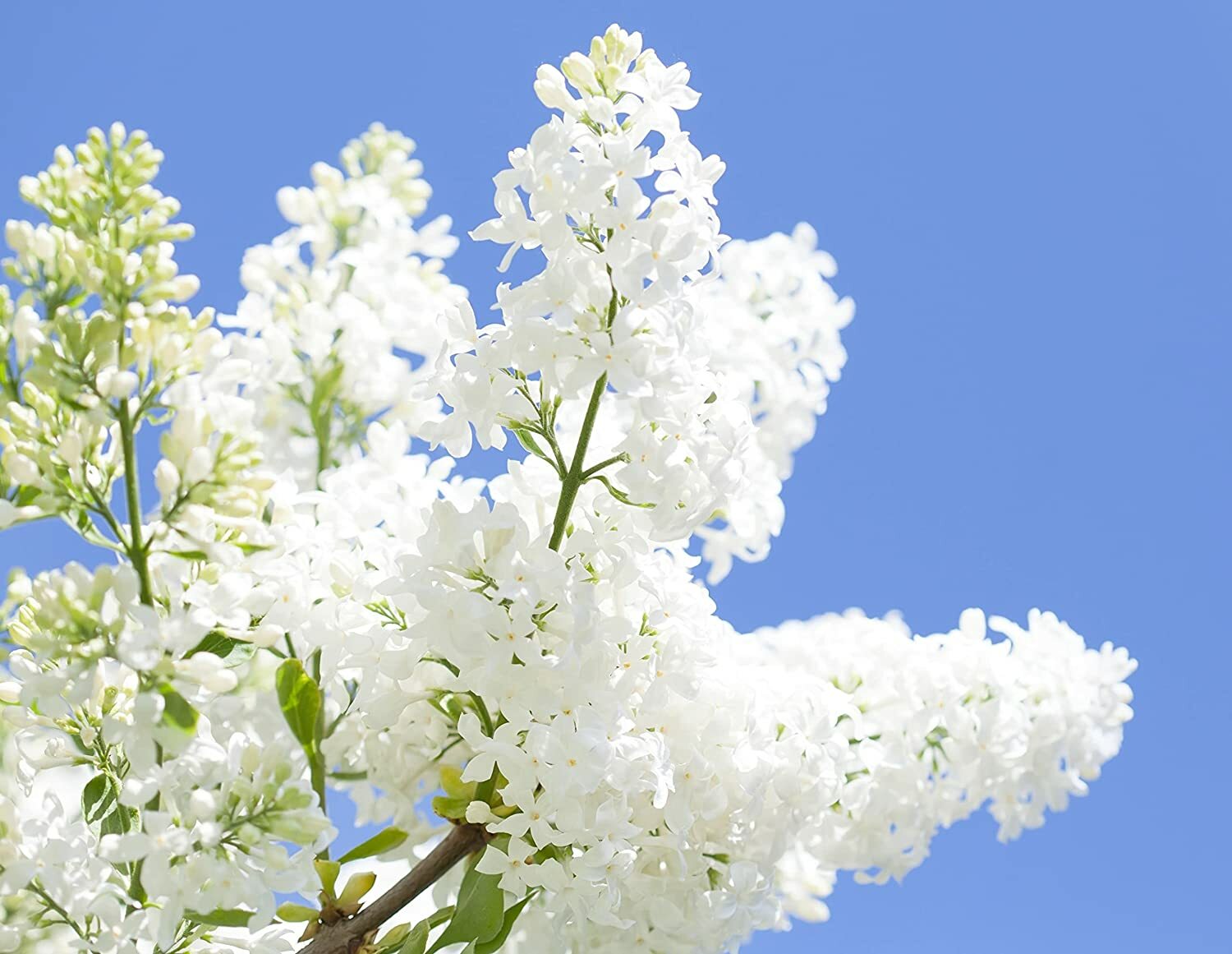 100 White Lilac Seeds for Planting Fragrant White Flowers