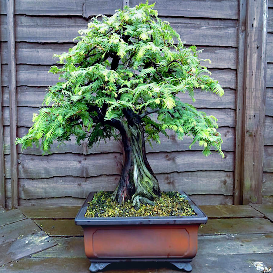 Dawn Redwood Tree Seeds (Metasequoia glyptostroboides) Fast Hardy Bonsai Plant