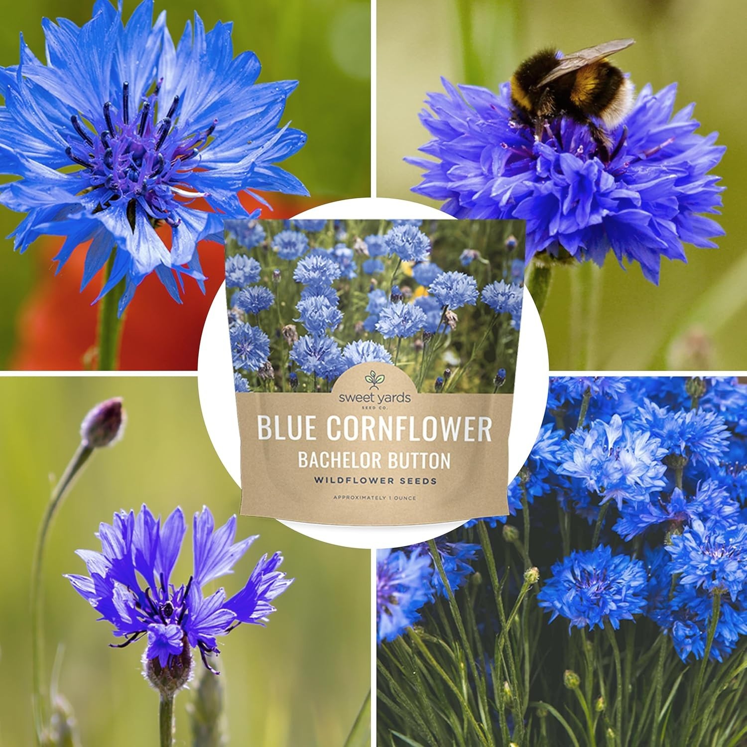 Blue Cornflower Seeds – 5,000 Extra Large Non-GMO Wildflower Seeds, Easy to Grow