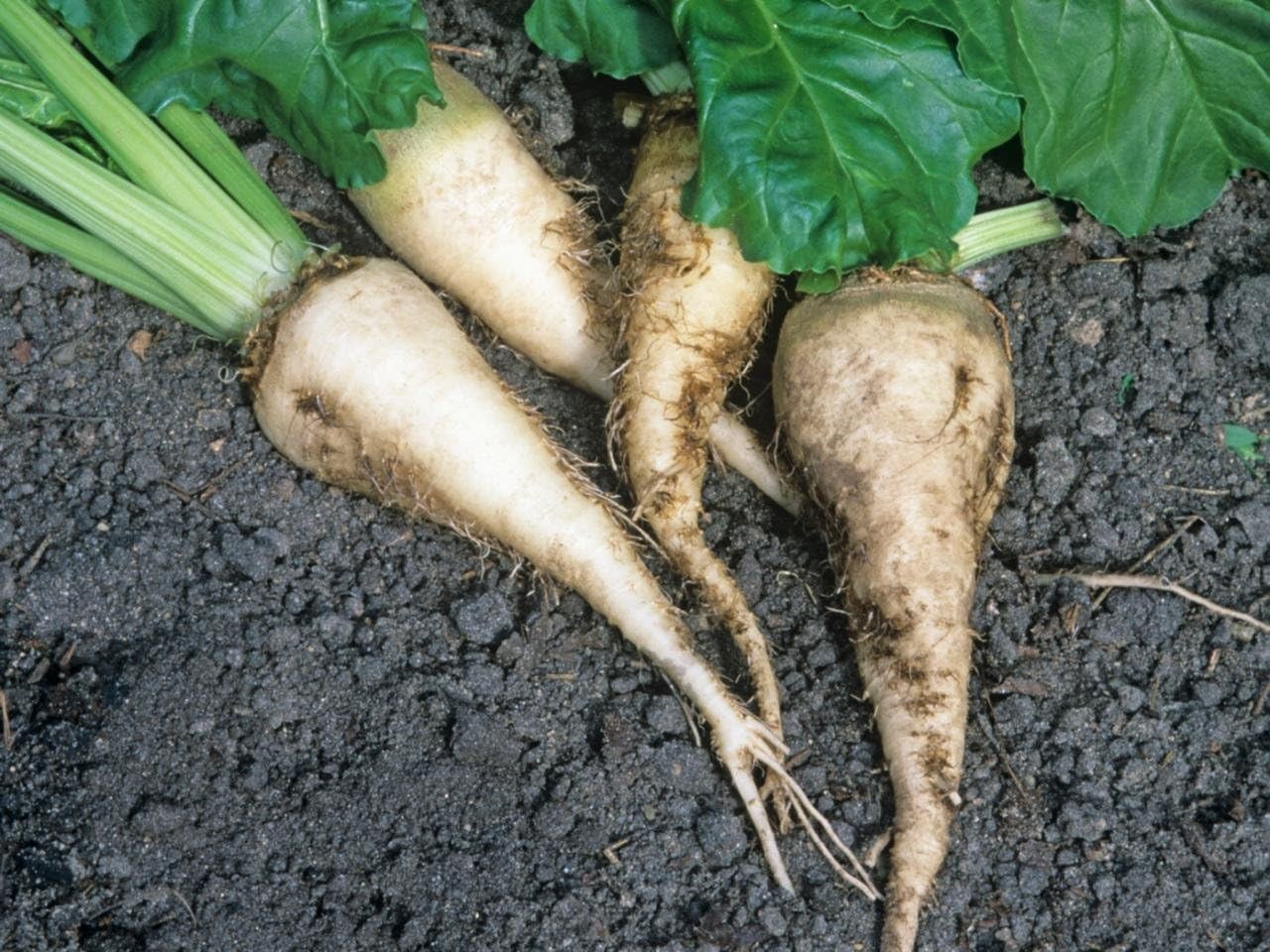 100+ Heirloom Non-GMO Sugar Beet Seeds for Bountiful Harvests – Easy to Grow
