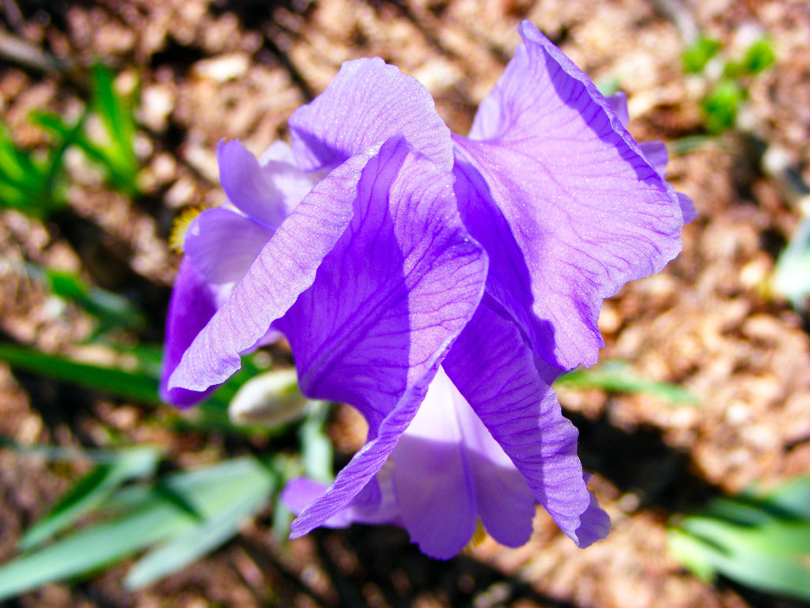 Iris Bulbs Southern ! VIOLET / BLUE