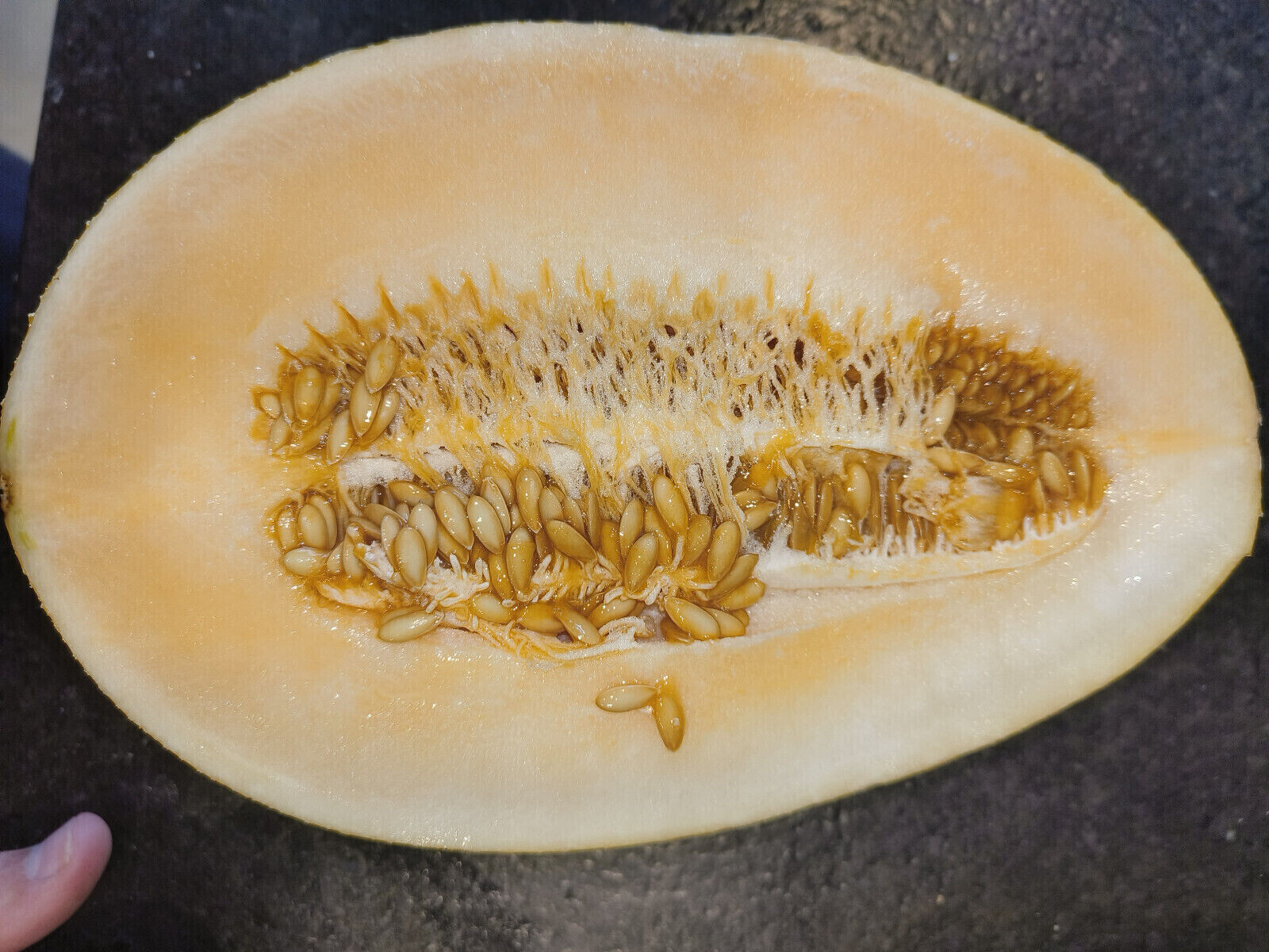 25 F1 Gold Hami Melon Seeds – Giant 10 Pound Super Sweet Hybrid Melon