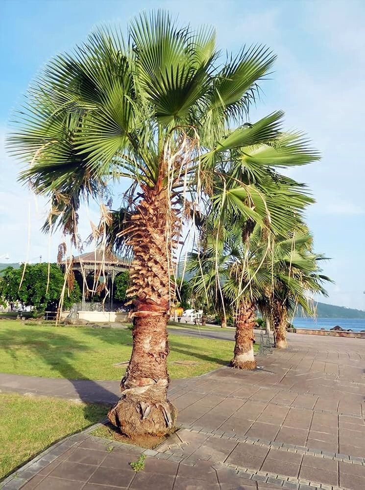 CALIFORNIA DESERT FAN PALM TREE SEEDS (Washingtonia Filifera) Cold Hardy-Zone 8