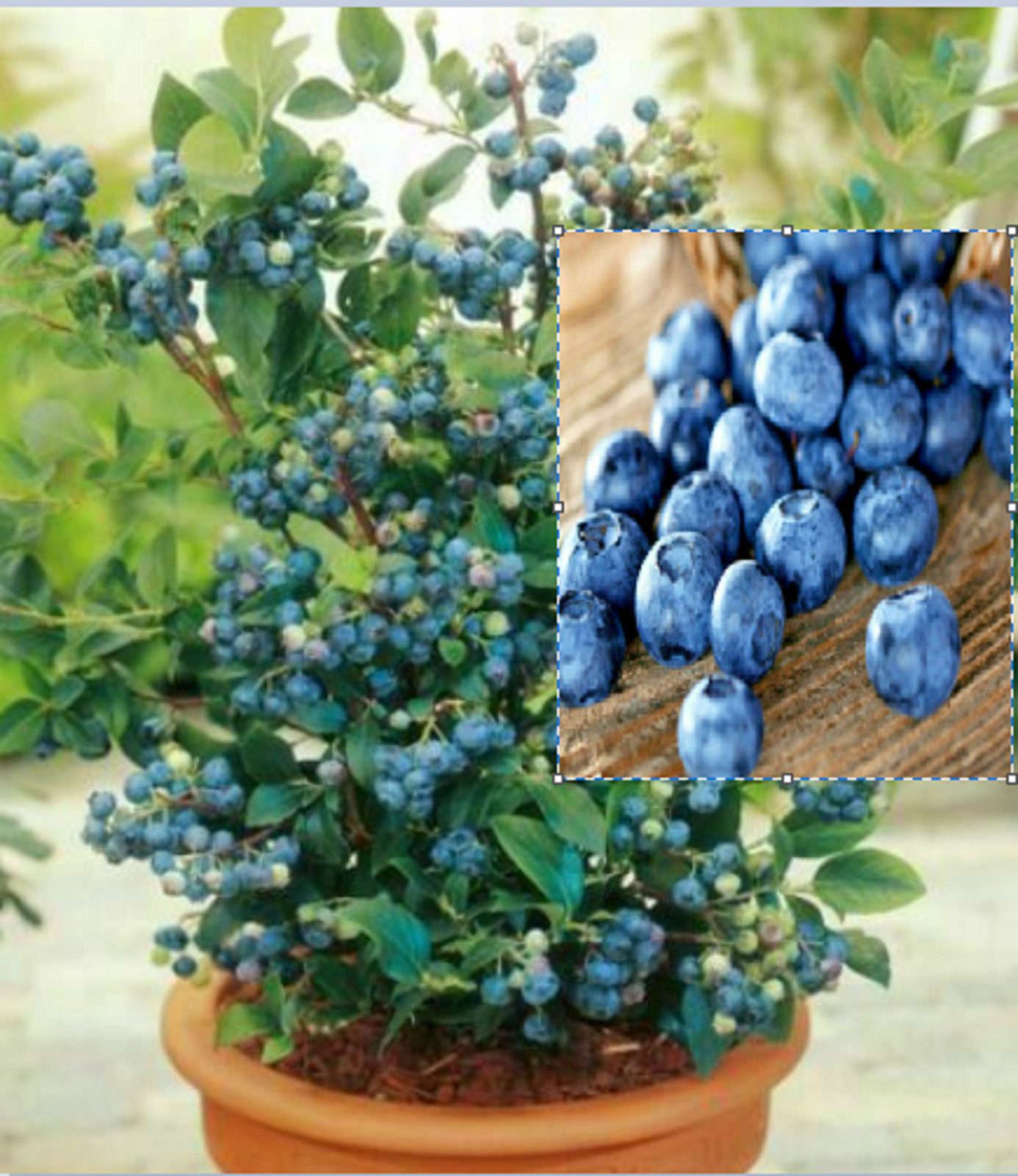 RARE BONSAI TOPHAT BLUEBERRY- Combined Shipping Discount -15+ SEEDS (USA seller)