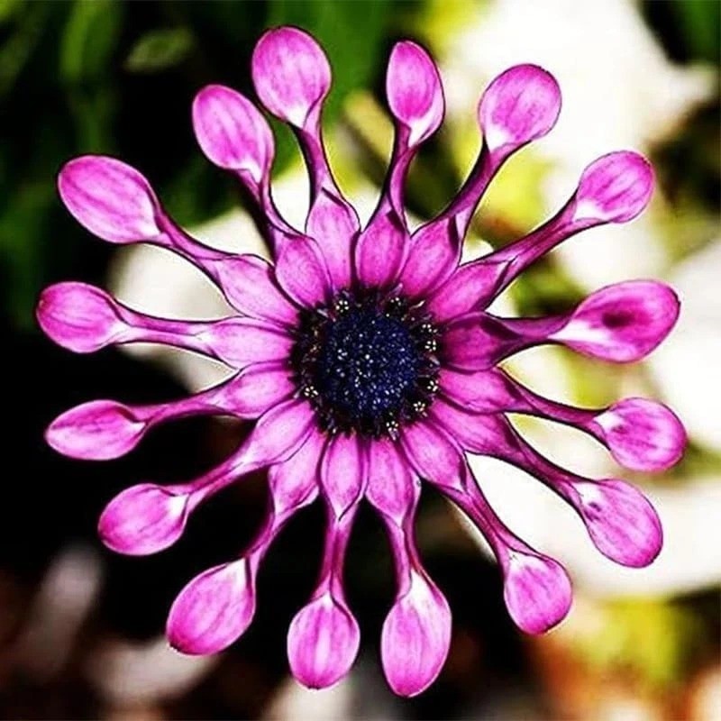 145+ Rare Perennial African Rare Daisy Flower Seeds for Planting Outdoor-Non-GMO