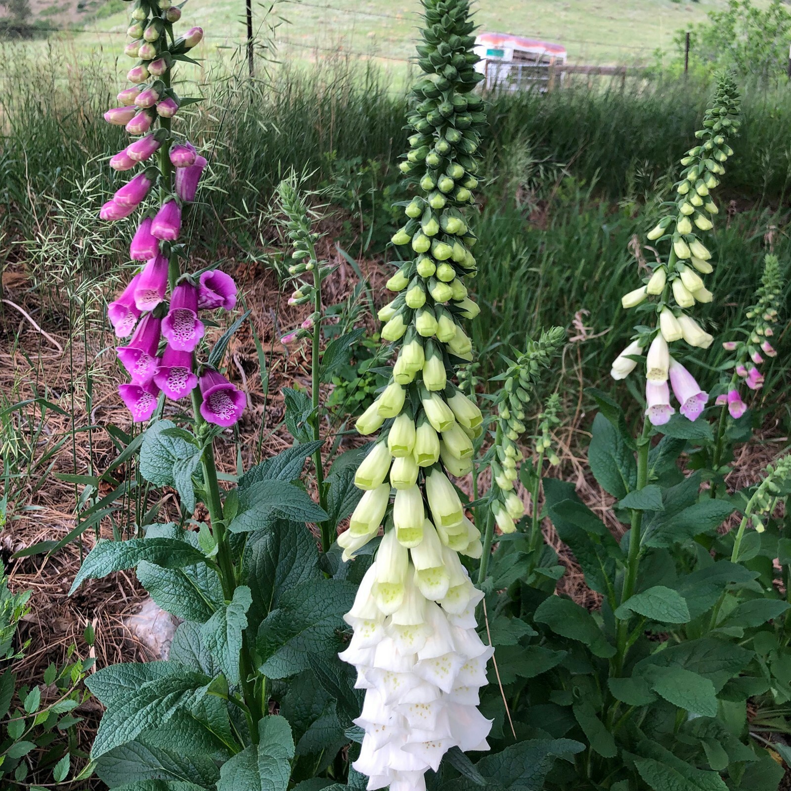 Unique Foxglove Flower SEEDS Amber Brown Purple Pink White Digitalis Plant