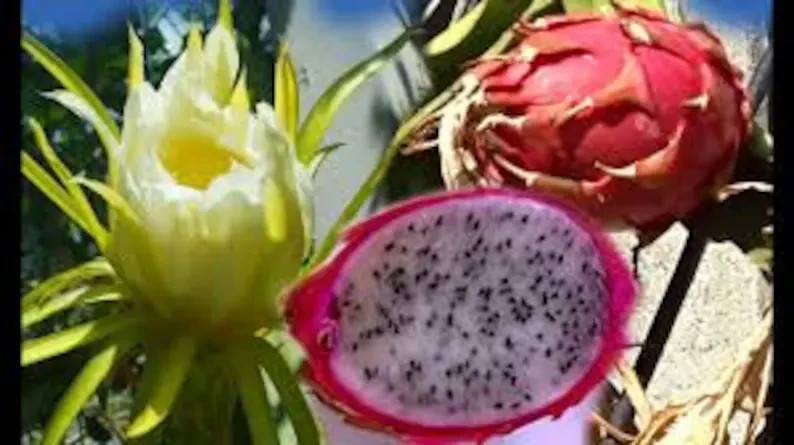 200 Pink Dragon Fruit Seeds. Organic. USA Seeds. Ships free