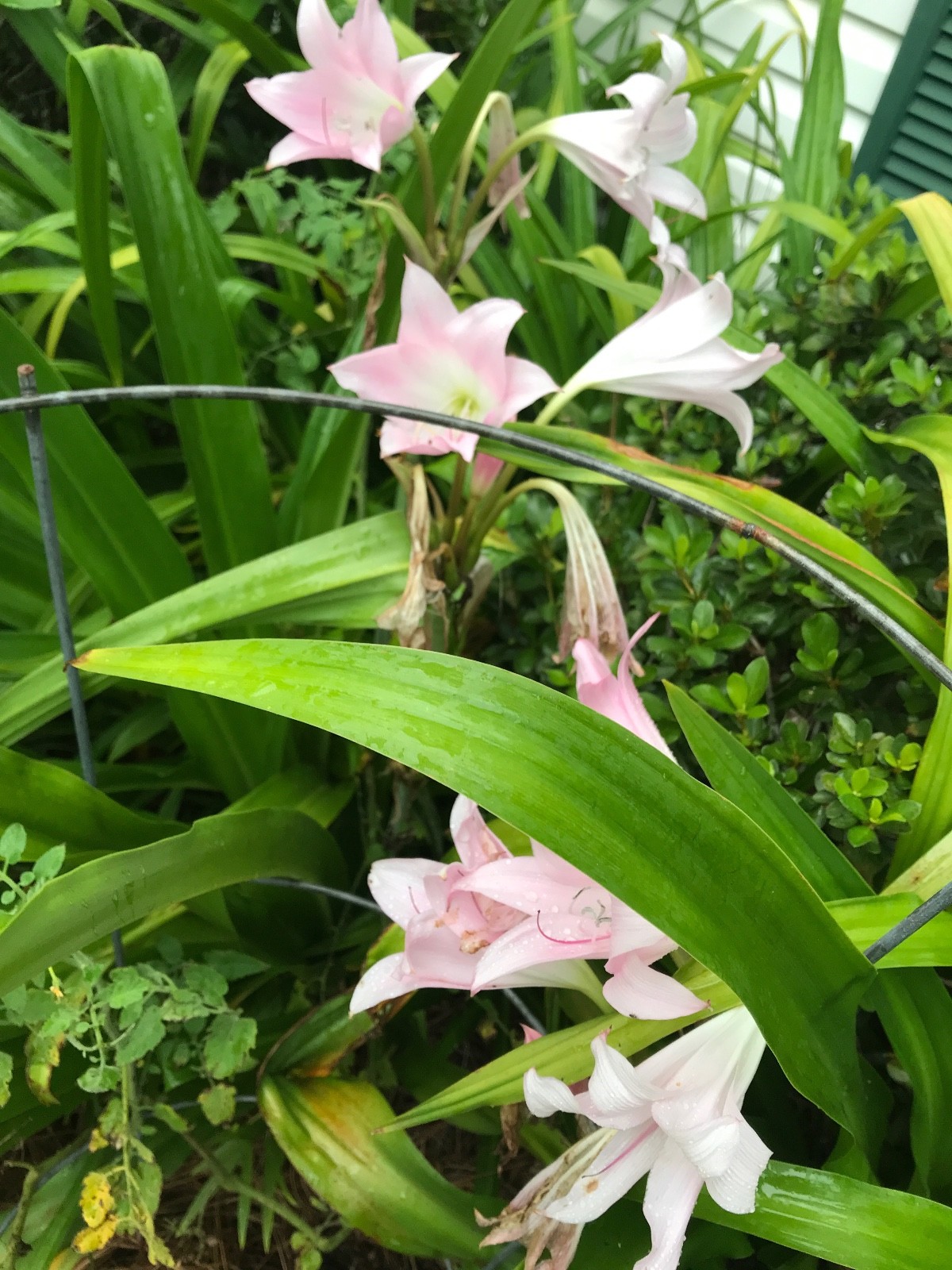 PINK CRINUM LILY BULBS-Belladonna-(Amaryllis),2 bulbs 2+ INCH Size.