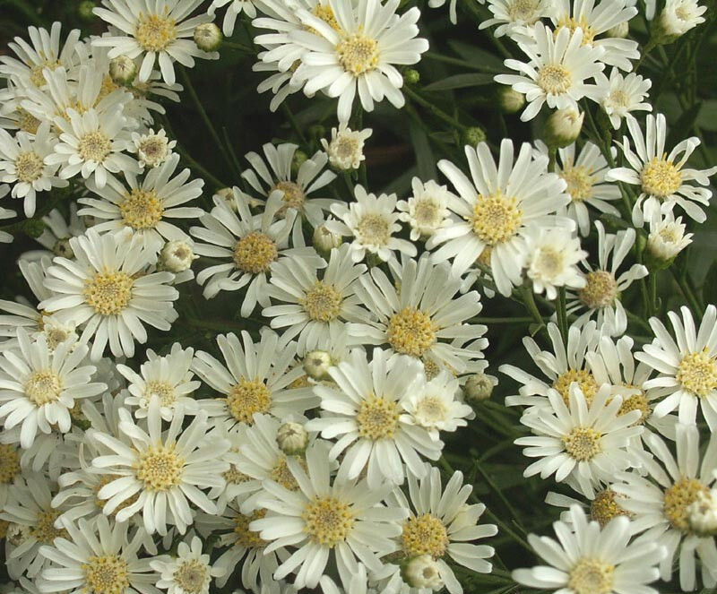 250 Aster White Upland Seeds Solidago ptarmicoides – Drought tolerant