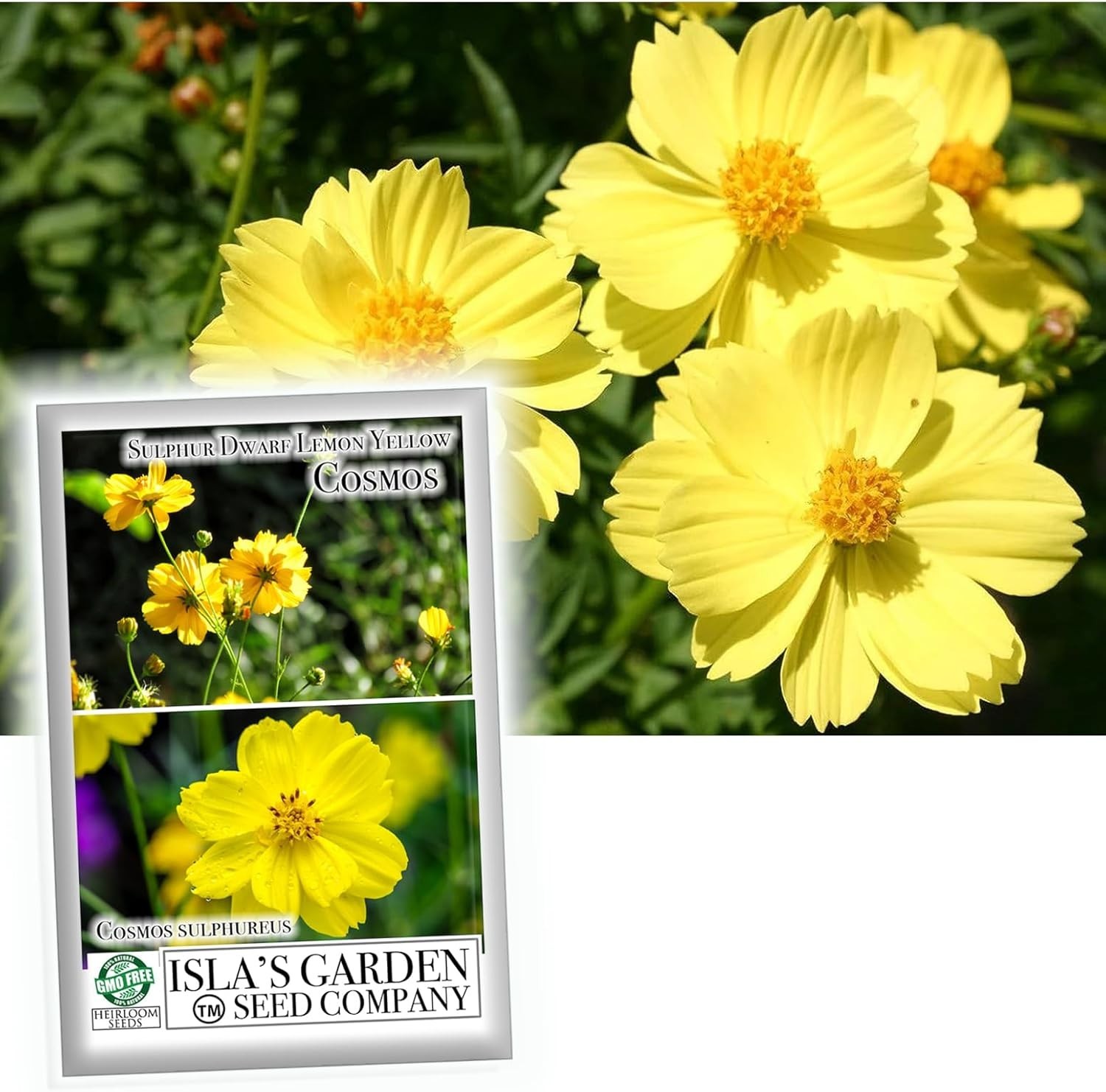 Lemon Yellow Sulphur Dwarf Cosmos Flower Seeds for Planting, 100+ Heirloom Se…