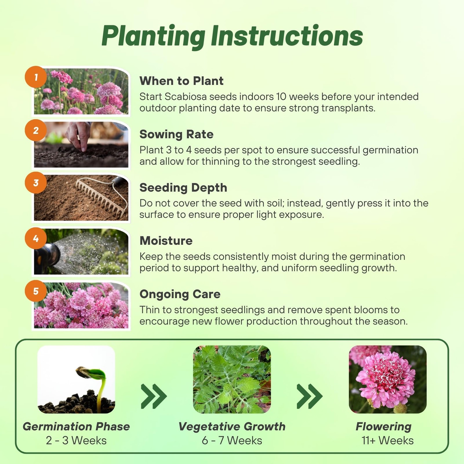 200 Seeds Scabiosa Rose Drought Tolerant Pincushion Garden Flower Plant Seeds