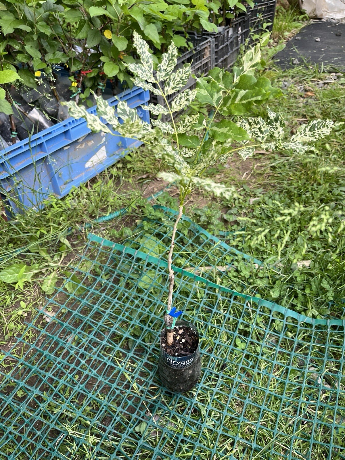 Mon Nishiki Japanese Variegated Wisteria. sent with roots wrapped in wet