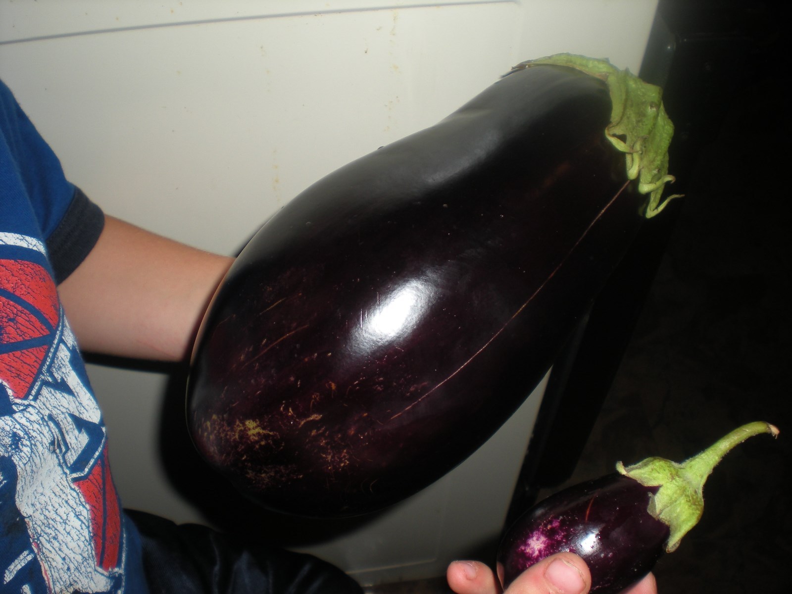 Massive Black Beauty Eggplant – 20 SEEDS – GREAT COLOR & TASTE! Combined S/H
