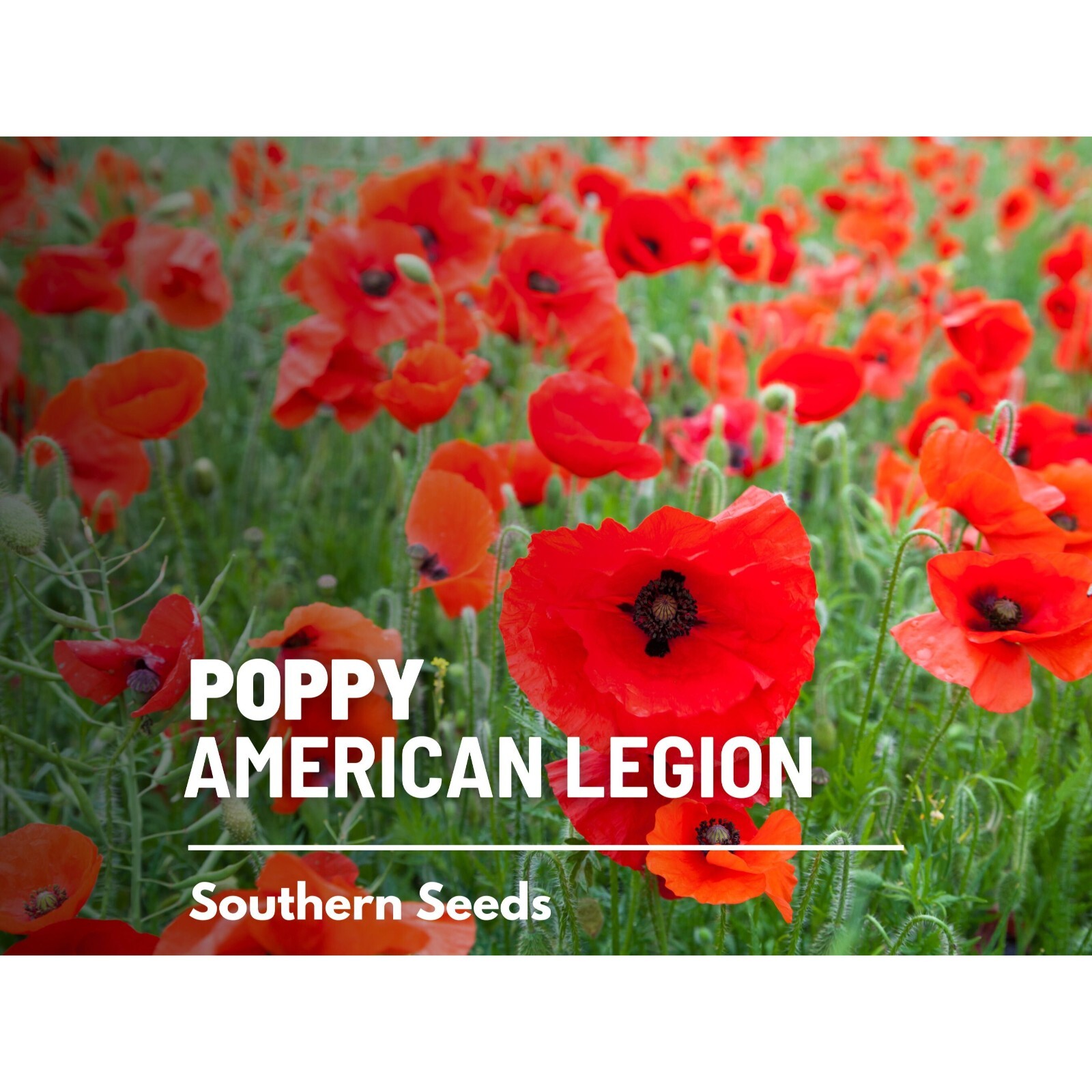 Poppy, American Legion – 100 Seeds – Heirloom Flower, Flanders, Red Corn Poppy,