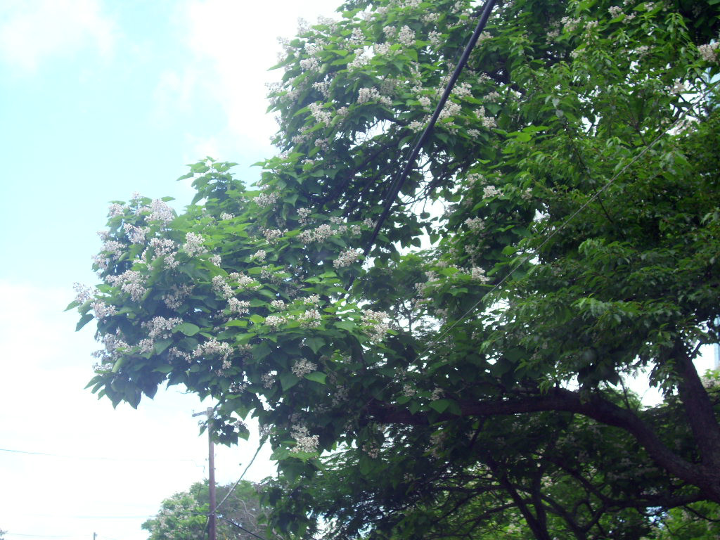 30 NORTHERN CATALPA SEEDS – Catalpa speciosa