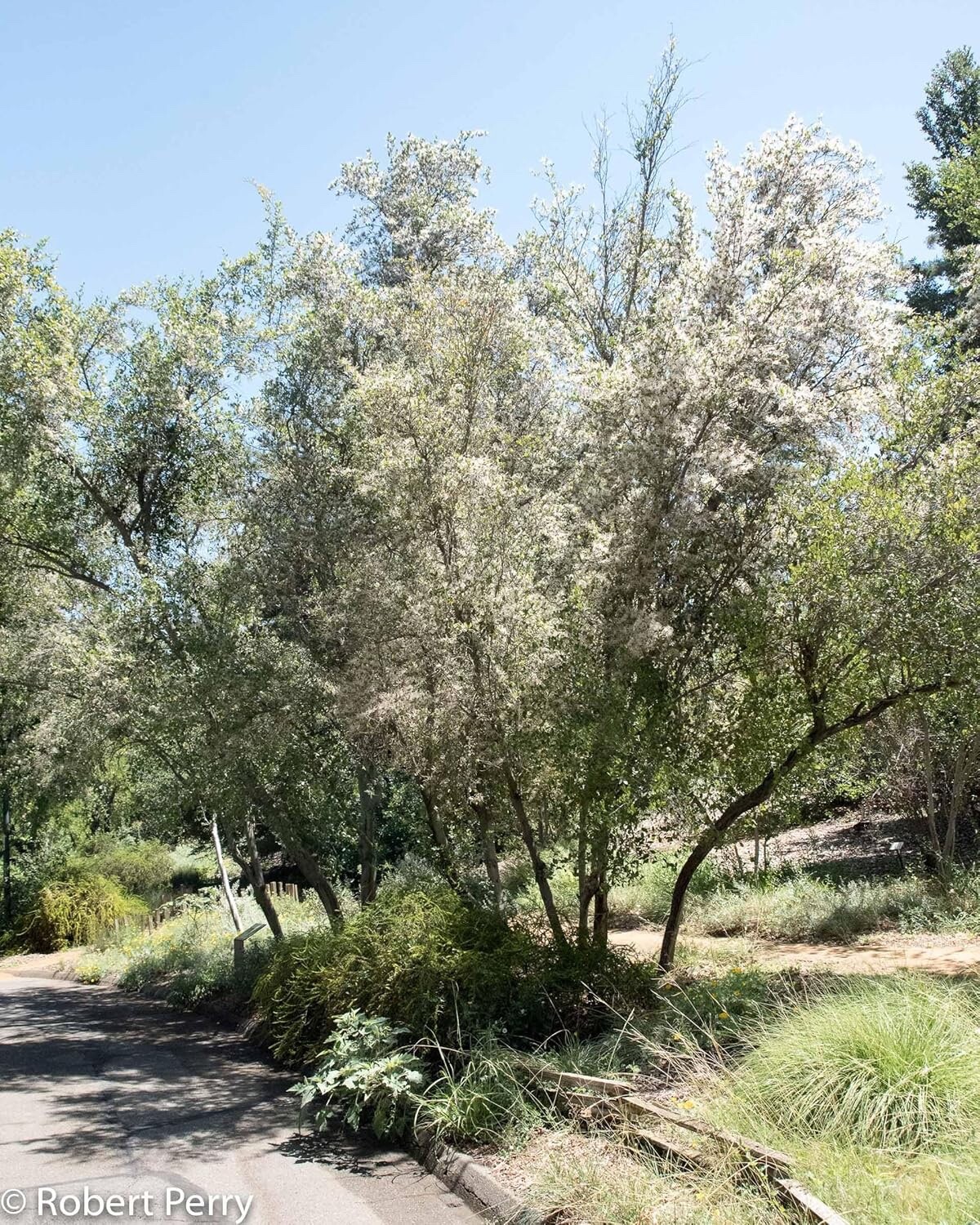 10 Mountain Mahogany Bush Seeds Cercocarpus betuloides