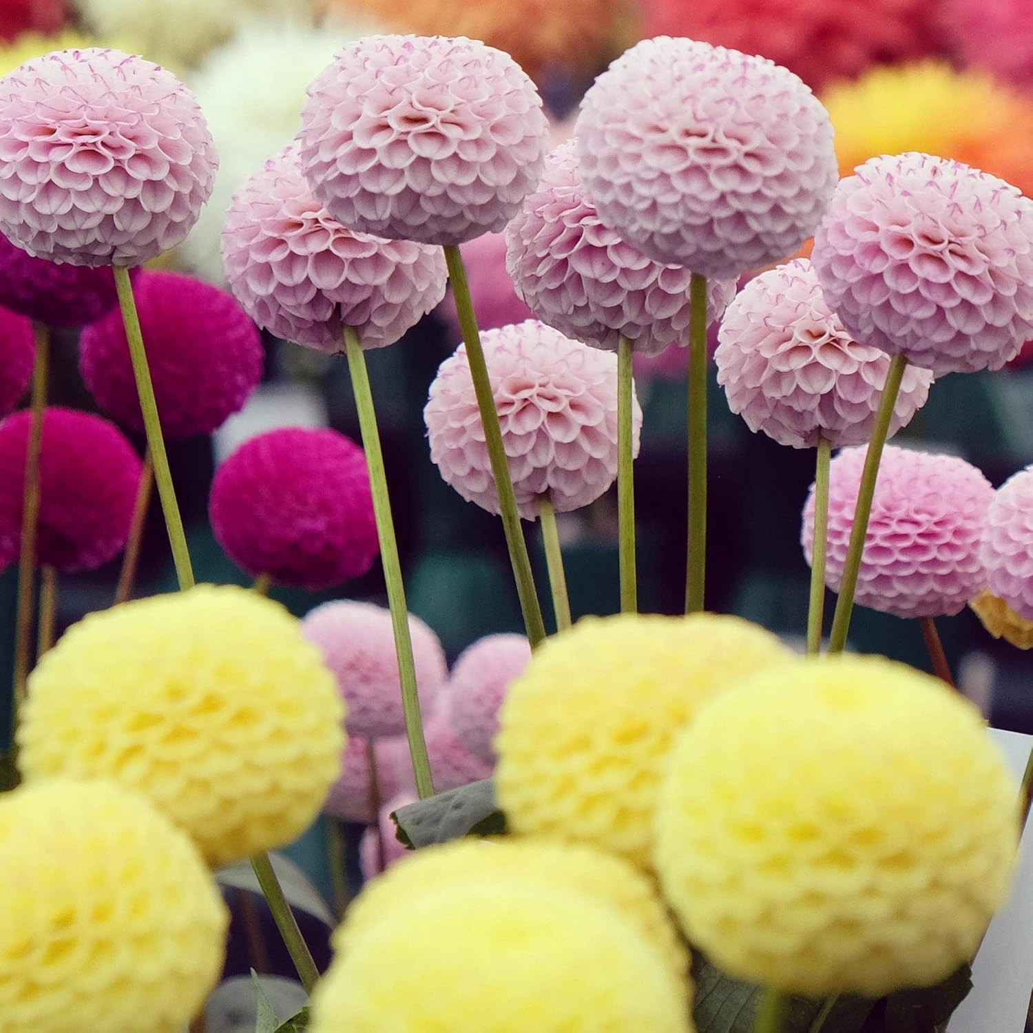 200+ PCS Mix Dahlia Seeds Flowers Compound Petals Multi-Color Beautiful Annual