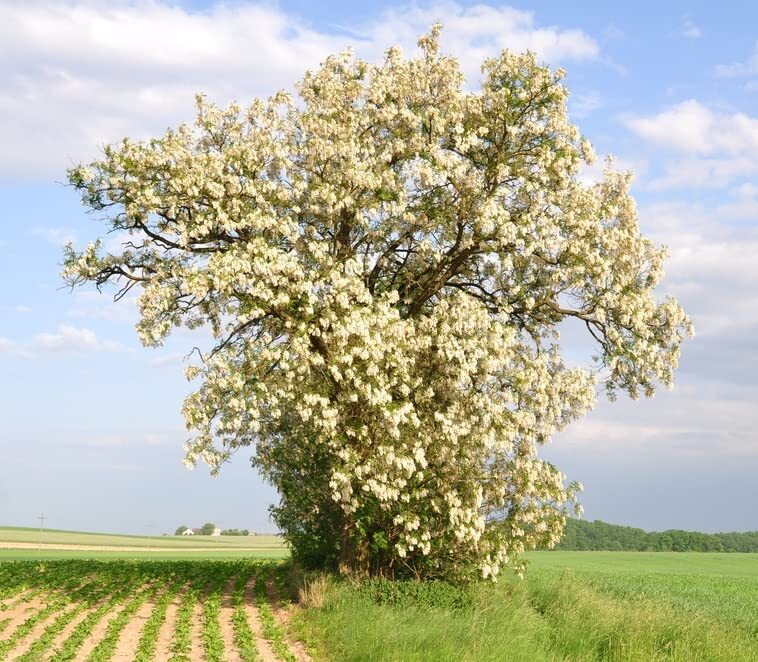 50 Black Locust Tree Seeds for Planting – Robinia pseudoacacia