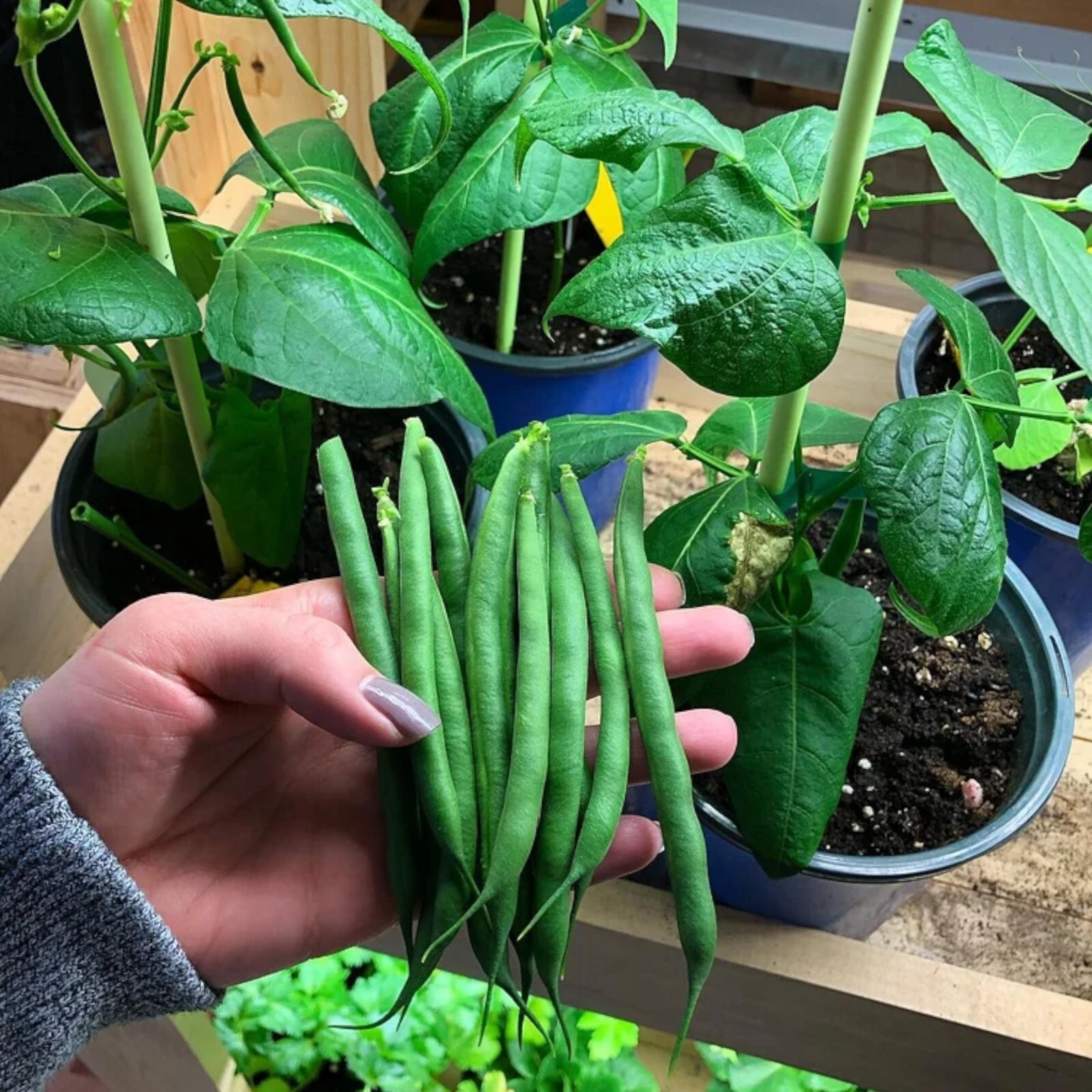 50pcs Organic Bush Beans Seeds – Non-GMO, Heirloom Green Vegetable for Gardens