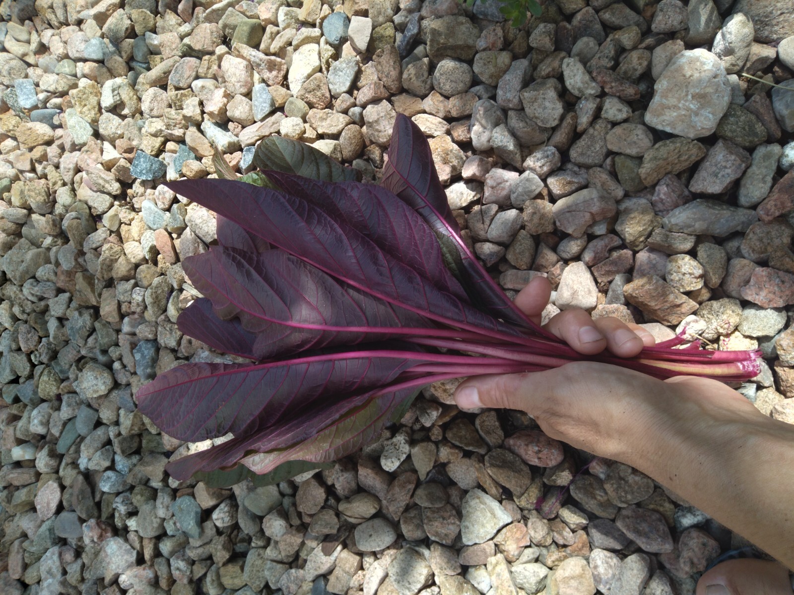 Amaranthus Cruentus, HOPI Natural Red Dye, AMARANTH Seed, 500+ Heirloom Seeds