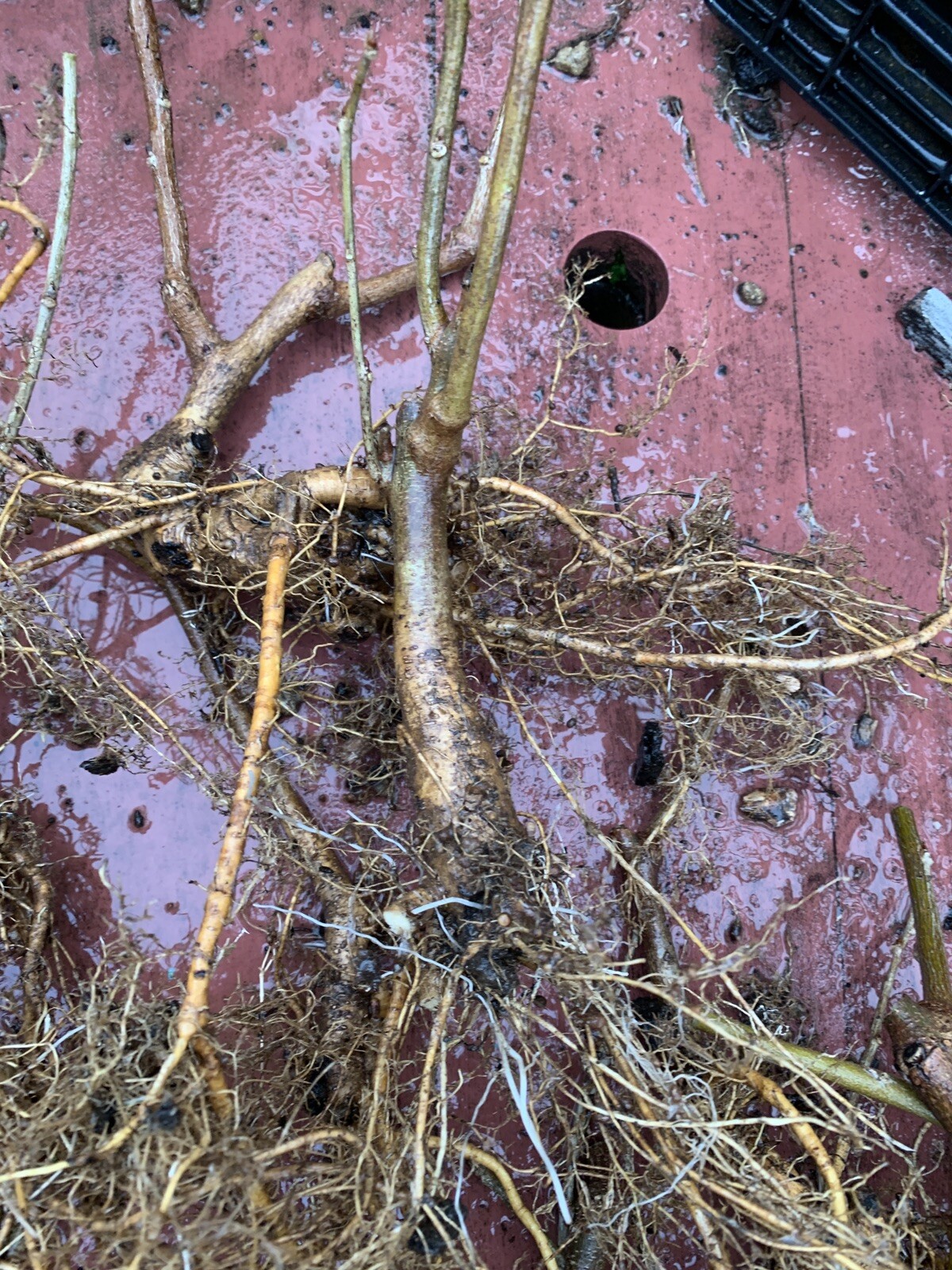 3-4 year old WISTERIA Blue Moon, Purple Flower Fragrant, well rooted plant