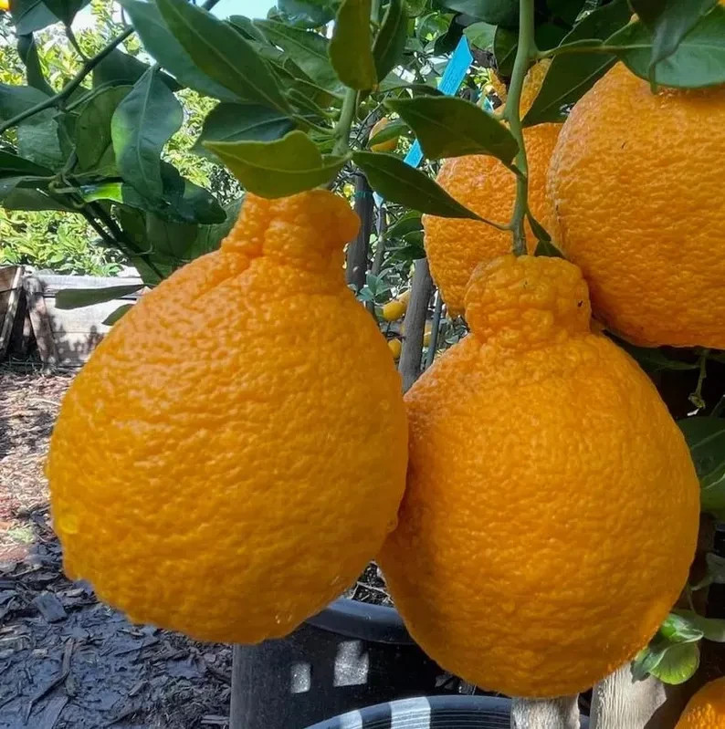 1 (One) Live Plant of DEKOPON SHIRANUI “SUMO” ORANGE grafted 18-32″ Tall