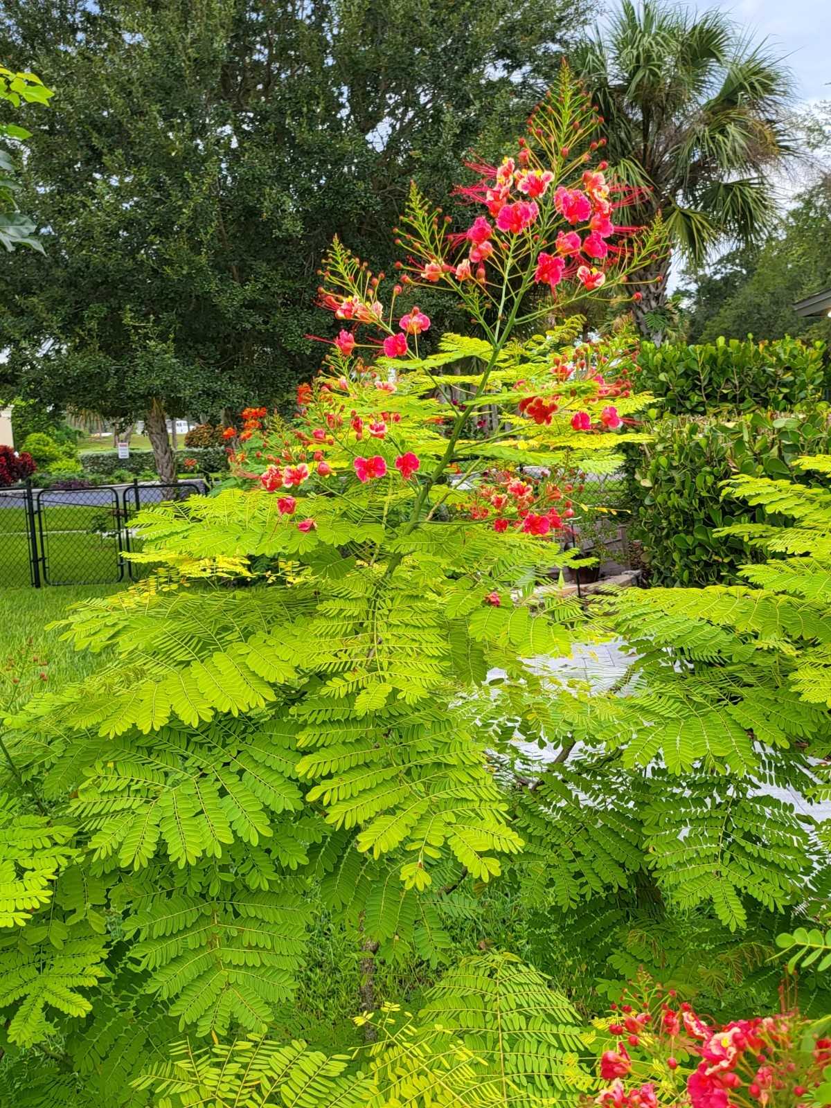 10 seeds Pink Caesalpinia Pulcherrima PRIDE OF BARBADOS Dwarf Poinciana