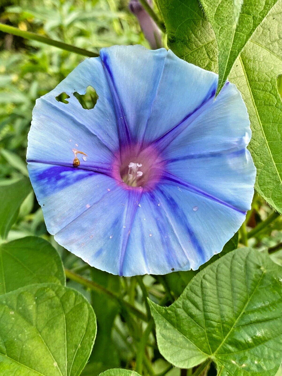 ‘SORA’ Japanese Morning Glory – 8 Seeds-Blue Blizzard Flowers