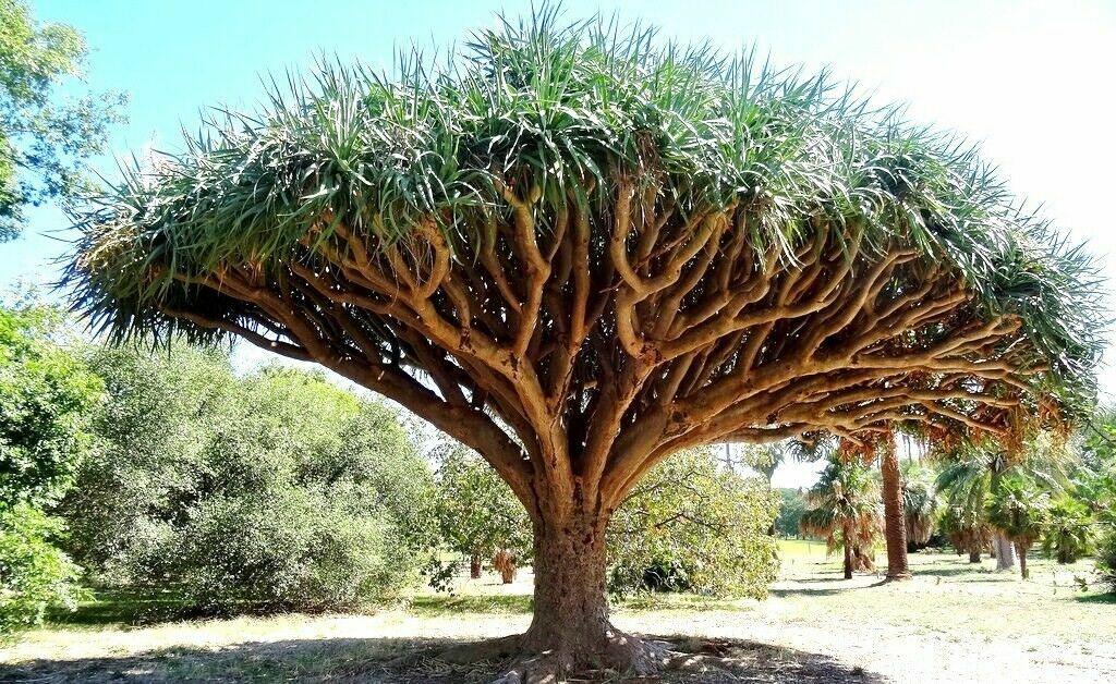 Dragon Blood Tree Seeds to Grow – 6 Seeds – Dracaena Draco Seeds