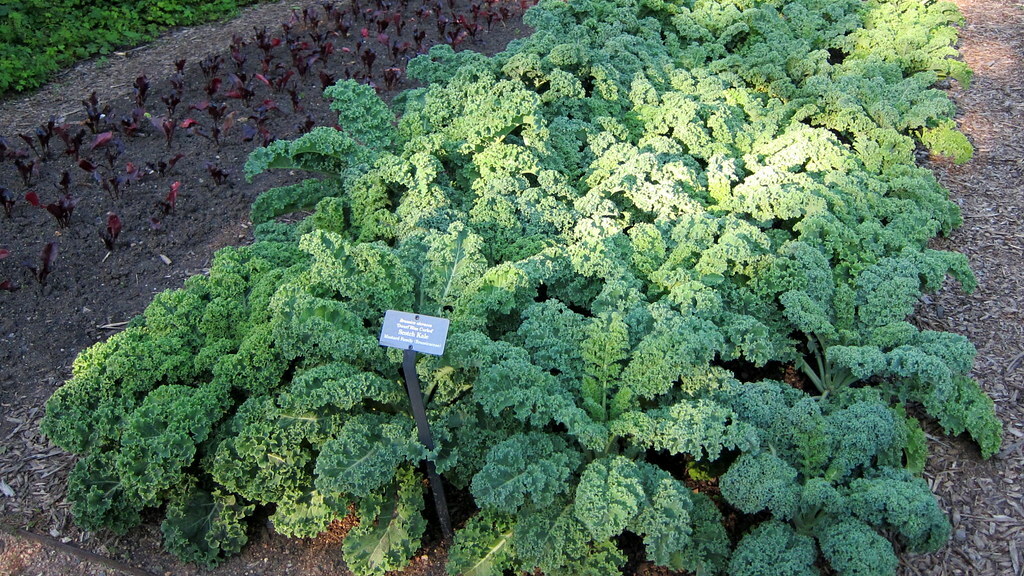 Kale, Dwarf Blue Curled, 100 seeds
