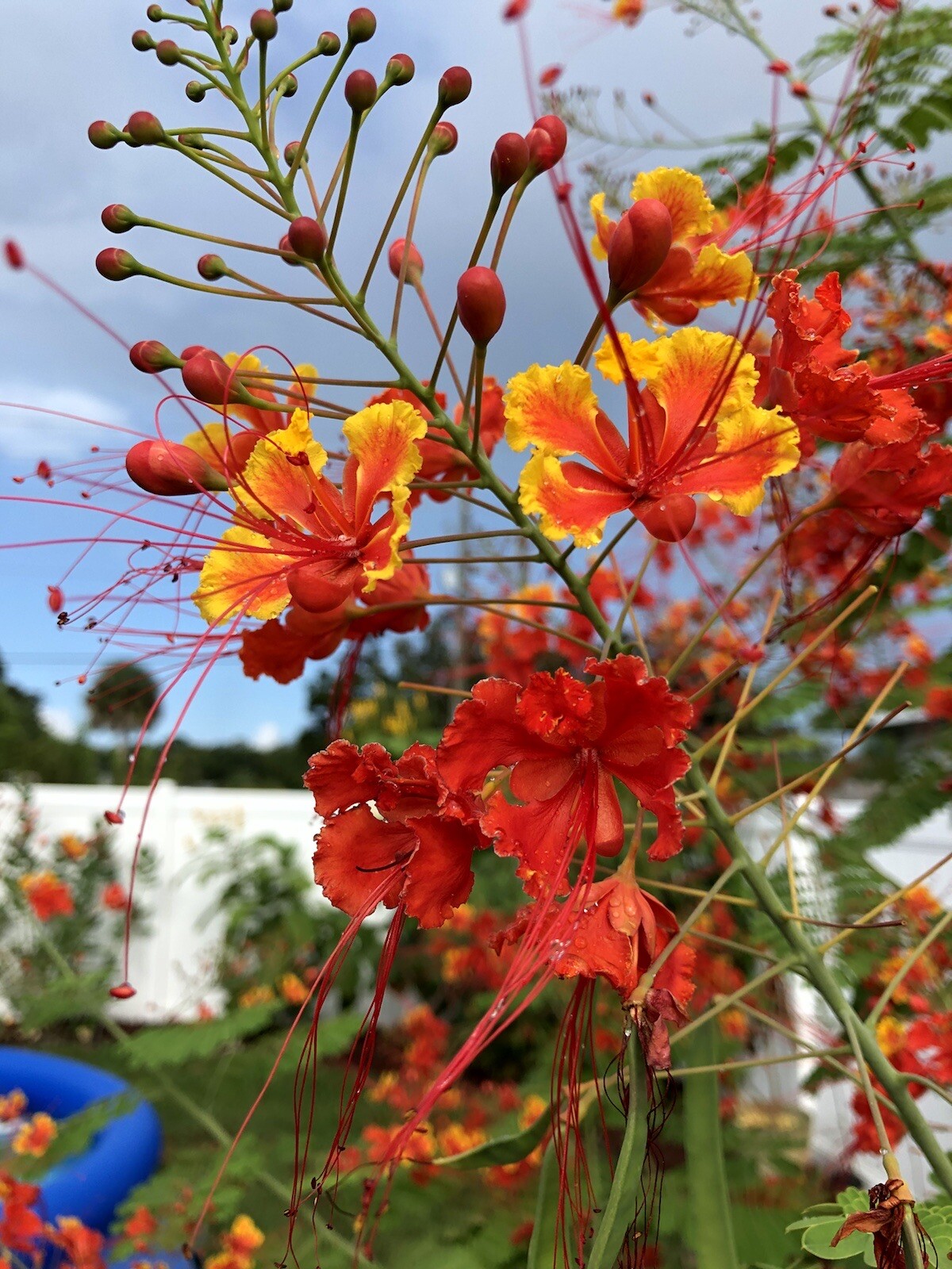 20 seeds Caesalpinia Pulcherrima PRIDE OF BARBADOS MEXICAN BIRD OF PARADISE