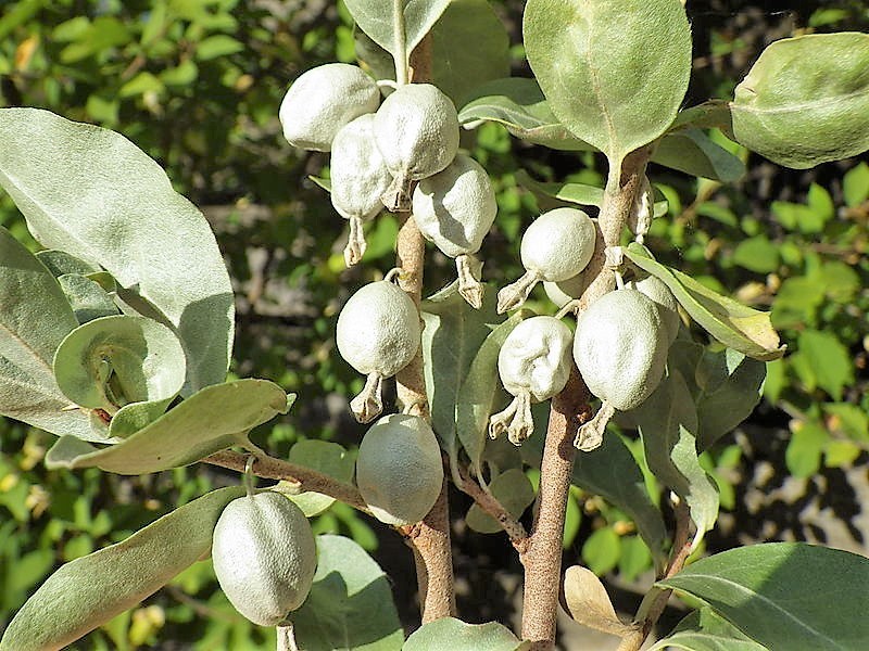 10 AMERICAN SILVERBERRY Wolf Willow Elaeagnus Commutata Berry Fruit Shrub Seeds