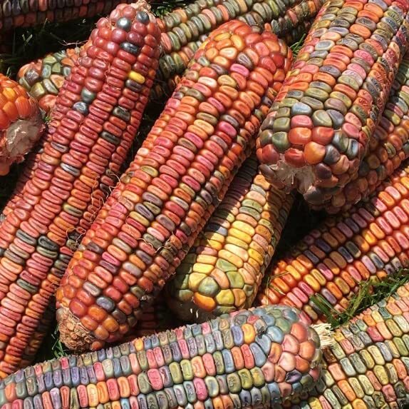 Earth Tones Dent Corn Seeds for Planting – 100 Seeds to Grow