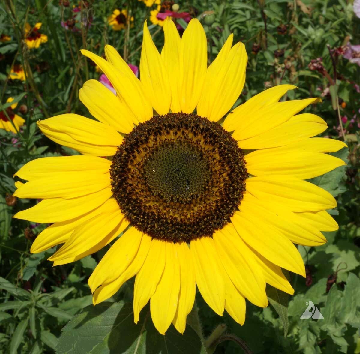 20 Sunspot Sunflower Seeds